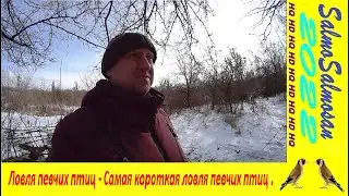 Ловля певчих птиц - Самая короткая ловля певчих птиц .