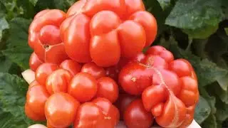 THESE SCARY TOMATOES RIPE LIKE A MACHINE GUN