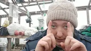 ГАДЮКИ. ОПАСНАЯ ЗМЕЯ