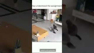 Megumin kills her cat! 
