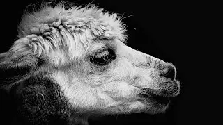 LAMA SESİ (LLAMA SOUND)