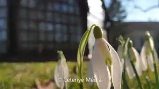 Hóvirágmező a letenyei Béci pataknál és a kastélyparkban 2021