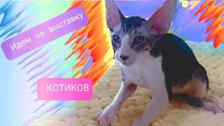 ВЫСТАВКА КОТОВ И КОШЕК 2021 //  Влог // Танцы с аниматорами