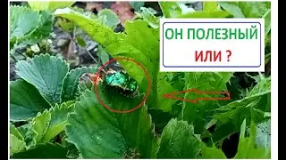 What kind of bug is this? Is it useful or HOW?