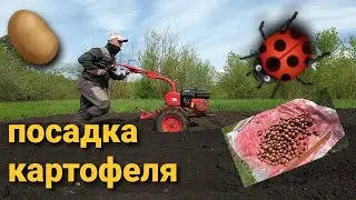 Посадка картофеля под мотоблок САЛЮТ 100