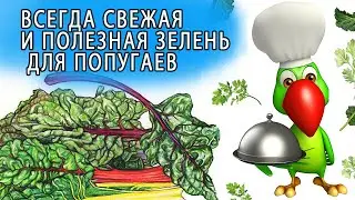 КАК ВЫРАСТИТЬ ЗЕЛЕНЬ ДЛЯ ПОПУГАЯ В ГОРШКЕ
