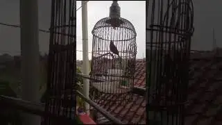 burung emprit isian kenari