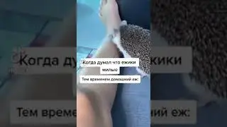 Нападение хищного ежика