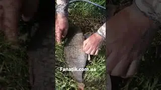 Короп на Кекс+Плавунець