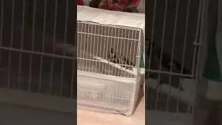 Щегол черноголовый