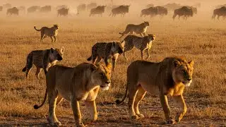 Incredible! Predator Invasion in the Savannah!