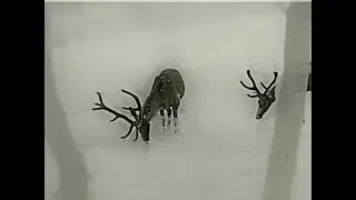 Deer through thermal