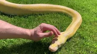 16ft Reticulated Python being adored and living it’s worst life.
