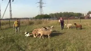 ШАЛАЙКА СОБАКА УНИВЕРСАЛ.ТЕСТИРОВАНИЕ НА ПАСТУШЬЕ ПОВЕДЕНИЕ.ВЛАДЕЛЕЦ СОБАКИ ИРИНА ДМИТРИЕВА.