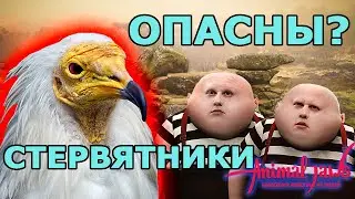 Нападают ли стервятники на людей и животных?