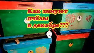 МАСШТАБНЫЙ ЭКСПЕРИМЕНТ, ЗИМОВКА ПЧЁЛ, НУЖНАЯ ТЕМПЕРАТУРА И ВЛАЖНОСТЬ. Часть №19.