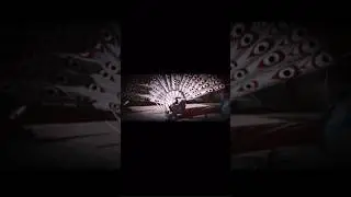 Lord Shen-You Are My Enemy