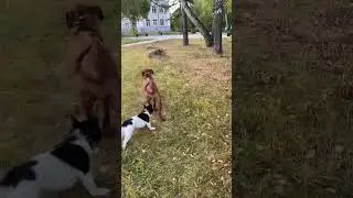 Родезийский Риджбек. Прогулка с другом.