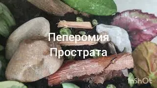Цветочные заботы.Дождались--- завтра ---ВЕСНА!!!