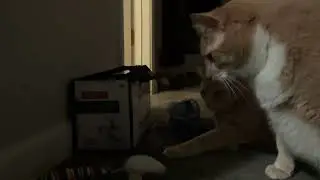 Max and simon (cats) killing a mouse
