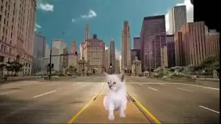Cat using Green Screen
