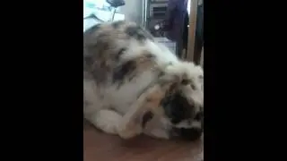 Bunny Eating A Banana