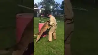 STAFKE VAN BEVERDIJK - NVBK Malinois 1