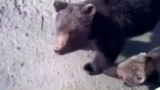 Нашествие медведей в Сибири  обезумевшие от голода хищники выходят к людям