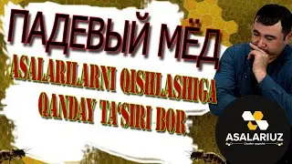 падевый мёд. Asalarilar qishlashi uchun zarari bormi?