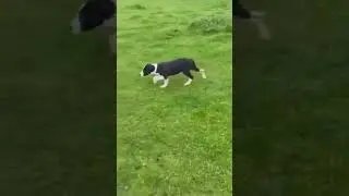 Young sheepdog in action 