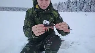 Зимняя Охота и Рыбалка 2021-2022. Ловля окуня зимой со льда в Глухозимье и Полярную ночь.