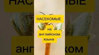 НАСЕКОМЫЕ на английском #shorts