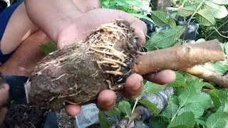 This is what the graft results look like that are ready to be transplanted | No Hooks