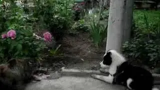 Cat vs. Dog