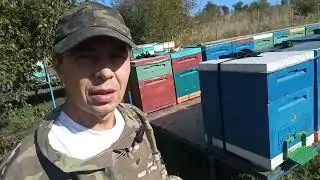 Пчеломатки Карника и Бакфаст на 2023 год