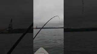 Kayak Salmon Fishing COOS BAY OREGON CHIP PILE 2024 #yakventures #salmon
