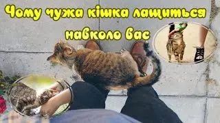 Why does someone else's cat caress around you