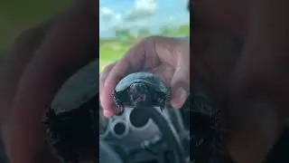 Eastern Mud Turtle - North Carolina 