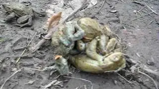 2009 04 Frosch Gang Bang 0066
