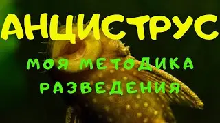 АНЦИСТРУСЫ. МОЯ МЕТОДИКА РАЗВЕДЕНИЯ.