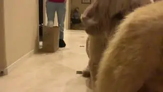 Finn Barks At Holly