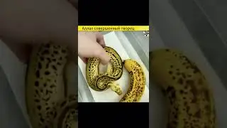 Allah is the perfect creator