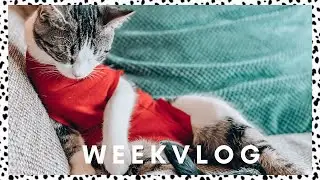 Dit is zo zielig voor mijn kitten... #Vlog79