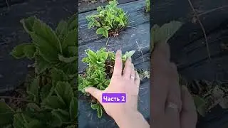 💪🍓Секрет хорошего урожая 😱 