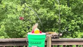 Squirrel vs oriole feeder