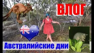 АВСТРАЛИЙСКИЕ ДНИ || Кенгуру, поссумы, пожары