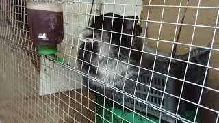 енот Хрюндель и компот