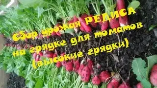 Выращивание редиса на высокой грядке
