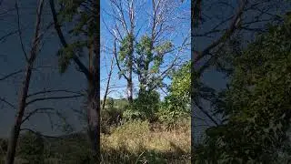 Ранок на Полтавщині, співи пташок, 16.08.24