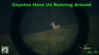 Vualez Wildlife Control (2 Coyotes Harvest) | theHunter: Call of the Wild